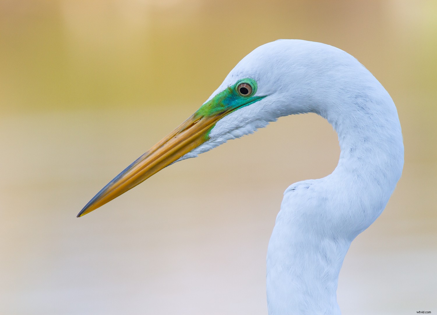 5 Expert Secrets for Captivating Creative Bird Photography
