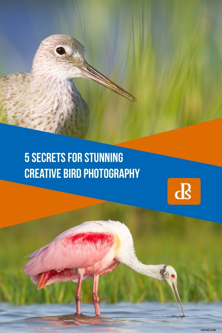 5 Expert Secrets for Captivating Creative Bird Photography