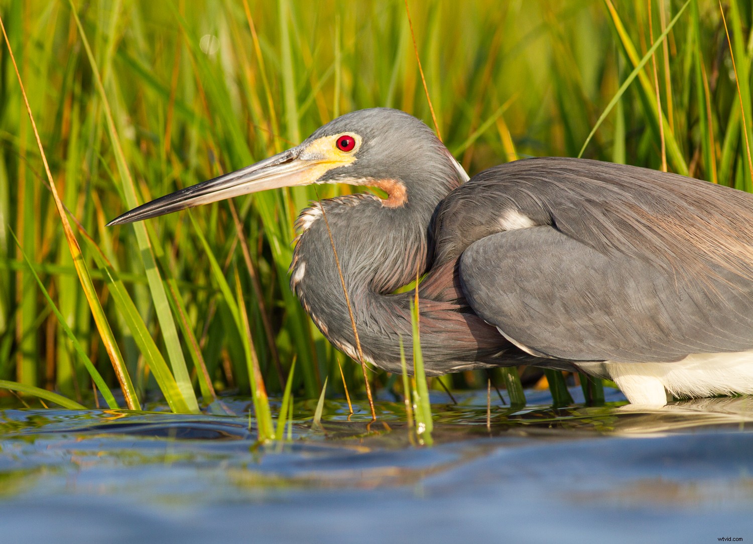 5 Expert Secrets for Captivating Creative Bird Photography