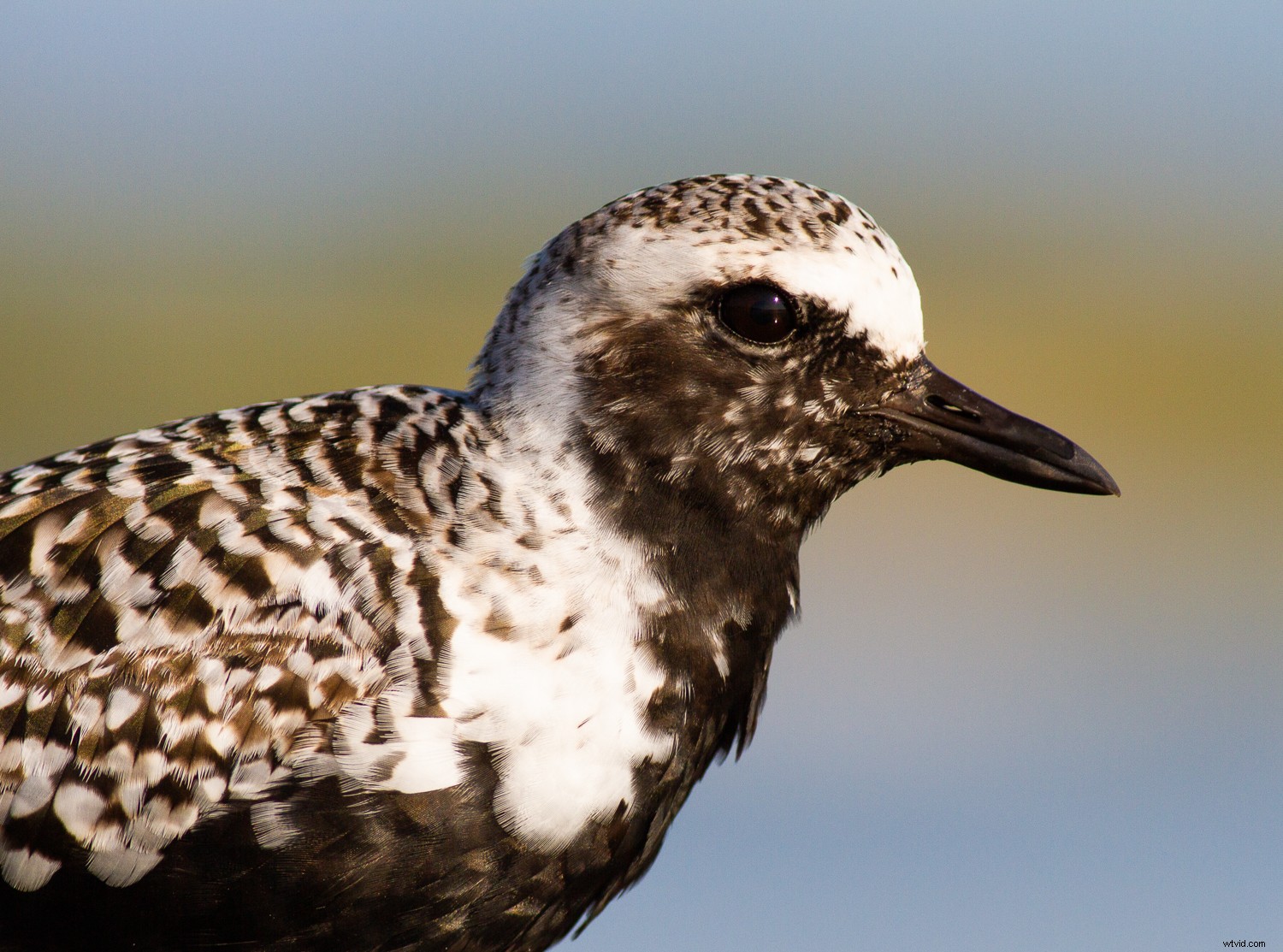 5 Expert Secrets for Captivating Creative Bird Photography