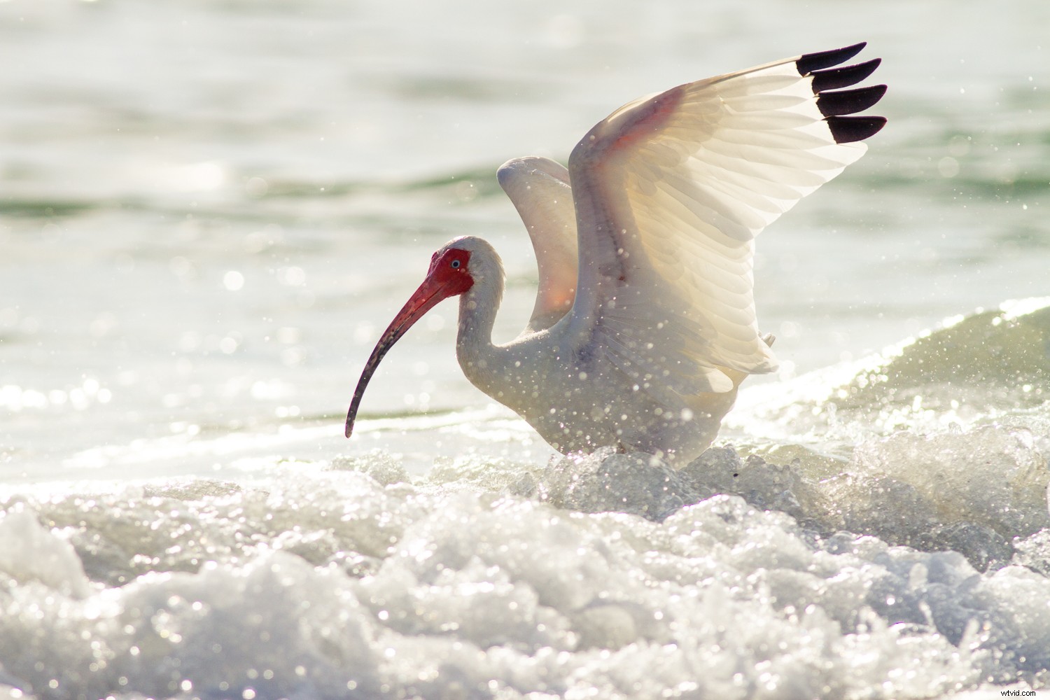 5 Expert Secrets for Captivating Creative Bird Photography
