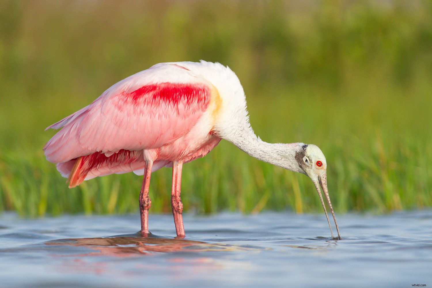 5 Expert Secrets for Captivating Creative Bird Photography