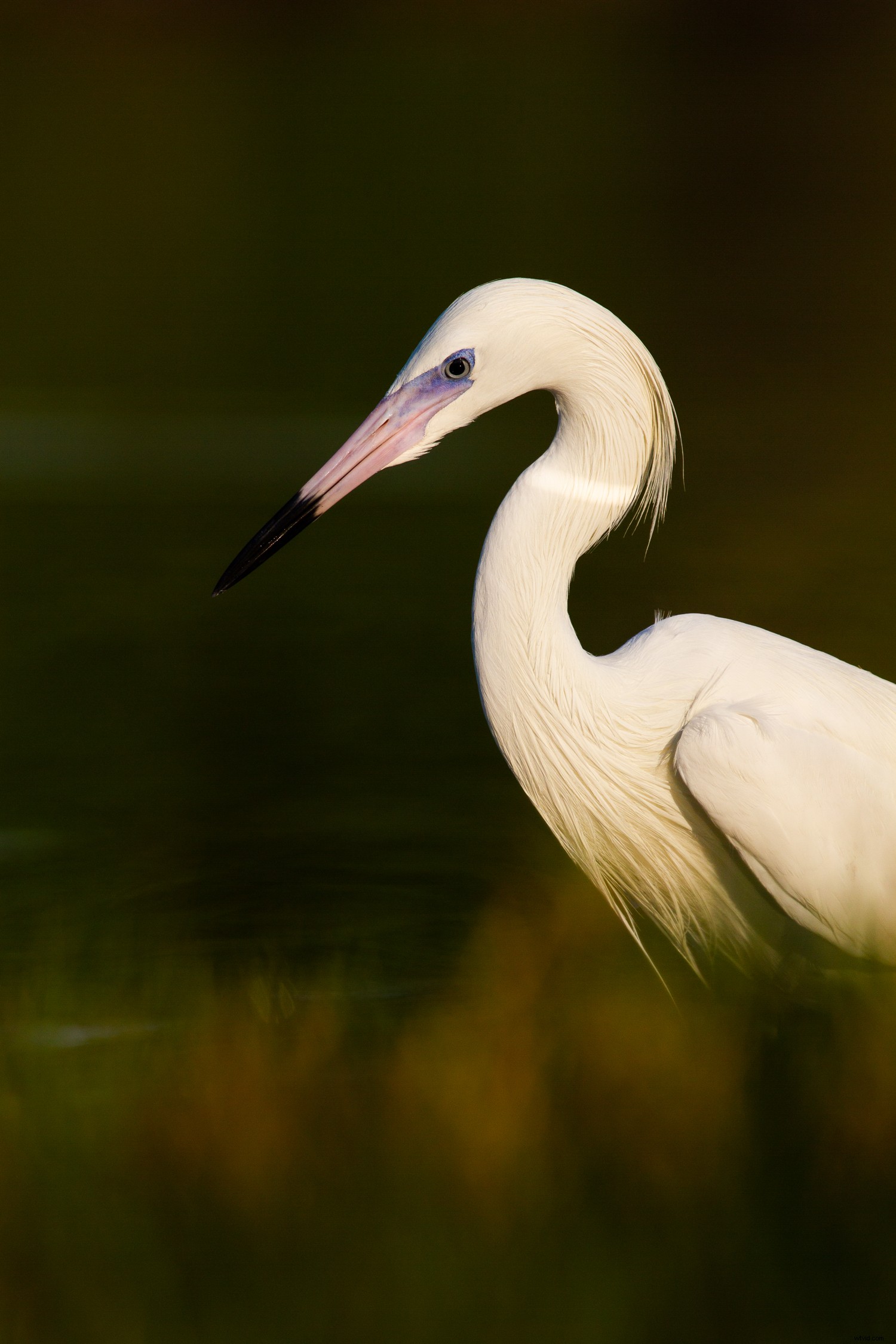 5 Expert Secrets for Captivating Creative Bird Photography