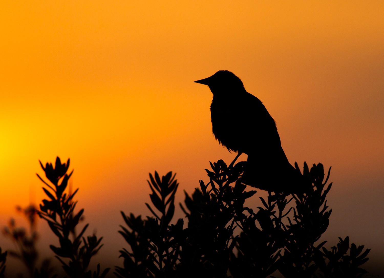 5 Expert Secrets for Captivating Creative Bird Photography