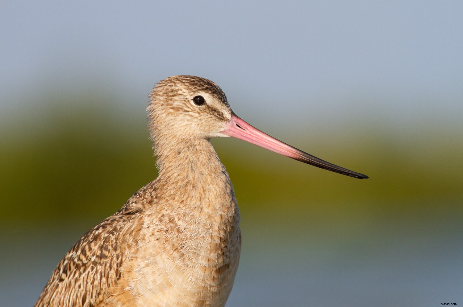 5 Expert Secrets for Captivating Creative Bird Photography