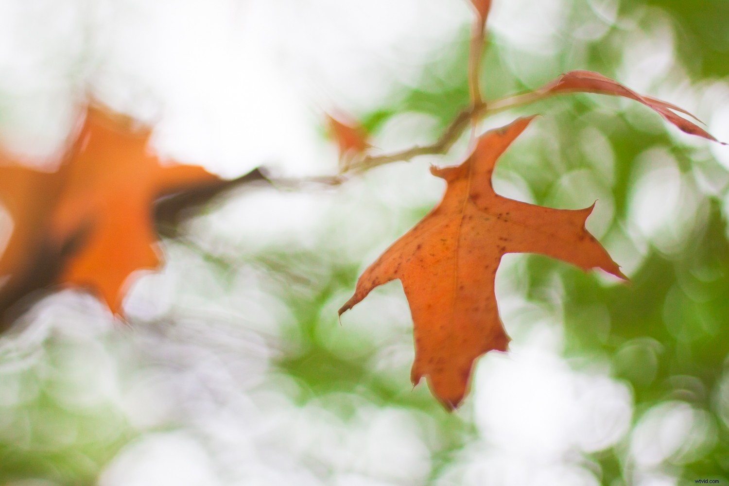 5 Expert Editing Tips for Stunning Nature Photography in Seconds