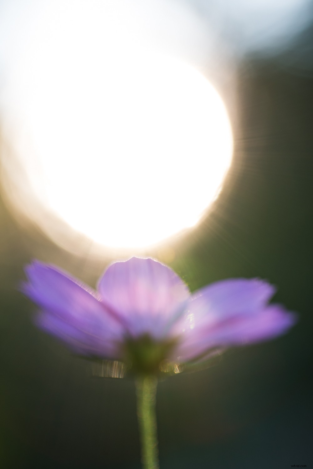 5 Expert Editing Tips for Stunning Nature Photography in Seconds