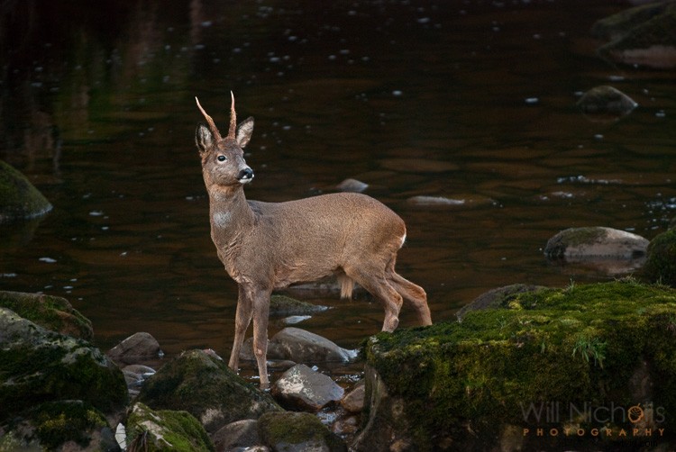 5 Expert Tips for Capturing Stunning Wildlife Photos in Low Light