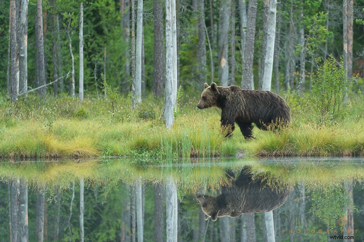 5 Expert Tips for Capturing Stunning Wildlife Photos in Low Light