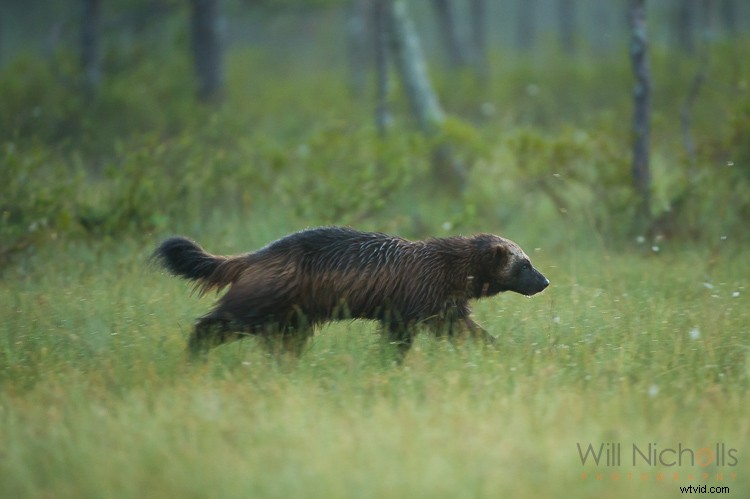 5 Expert Tips for Capturing Stunning Wildlife Photos in Low Light