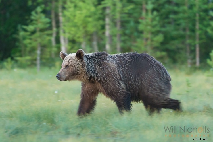 5 Expert Tips for Capturing Stunning Wildlife Photos in Low Light