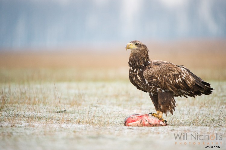 5 Expert Tips for Capturing Stunning Wildlife Photos in Low Light