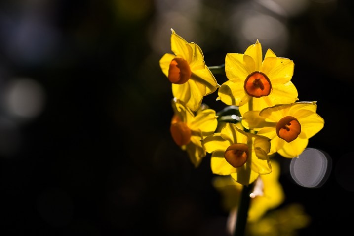 10 Expert Tips for Capturing Stunning Nature Photos in Your Backyard
