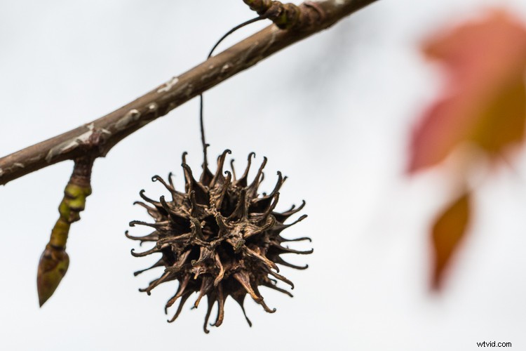 10 Expert Tips for Capturing Stunning Nature Photos in Your Backyard