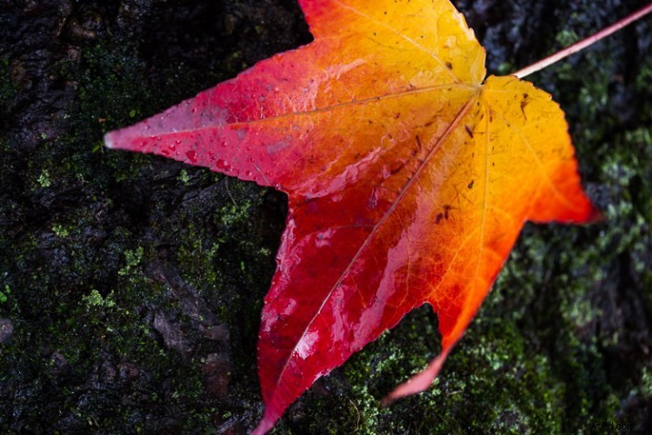 10 Expert Tips for Capturing Stunning Nature Photos in Your Backyard