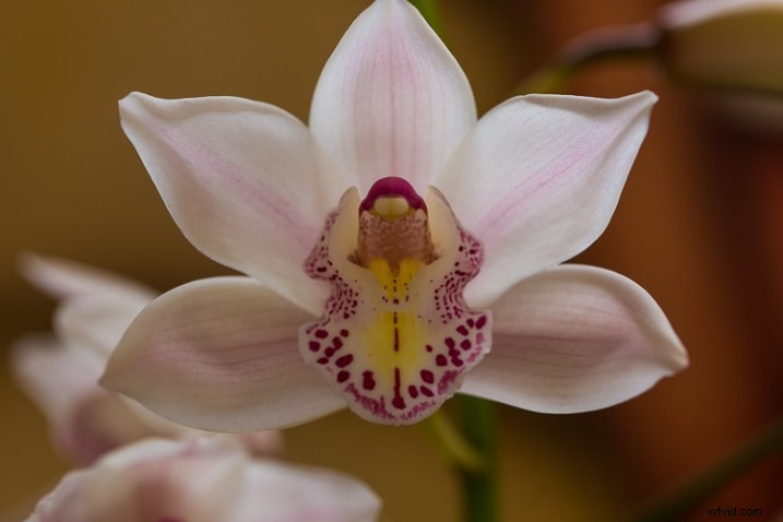 10 Expert Tips for Capturing Stunning Nature Photos in Your Backyard