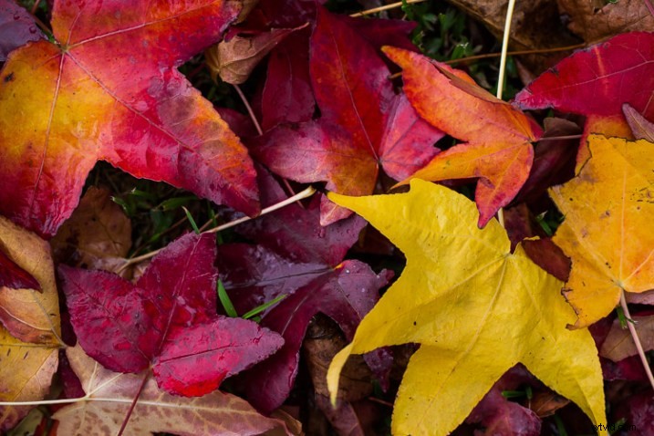 10 Expert Tips for Capturing Stunning Nature Photos in Your Backyard