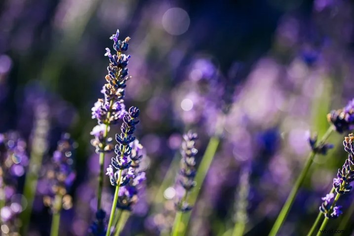 10 Expert Tips for Capturing Stunning Nature Photos in Your Backyard