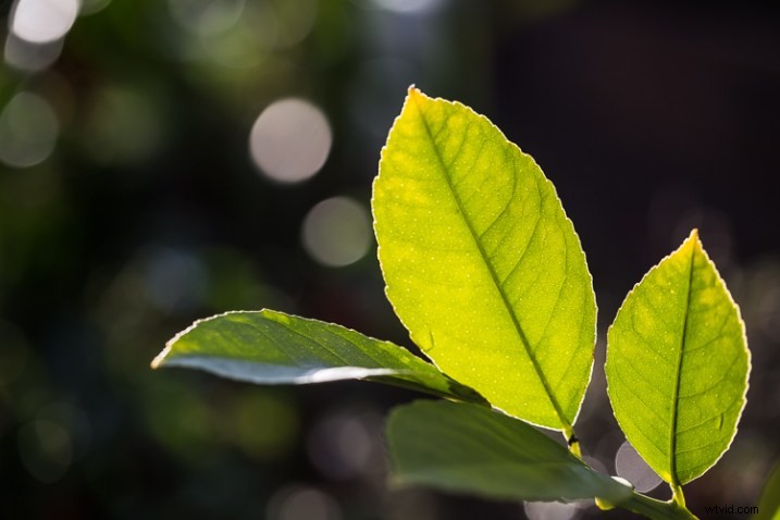 10 Expert Tips for Capturing Stunning Nature Photos in Your Backyard