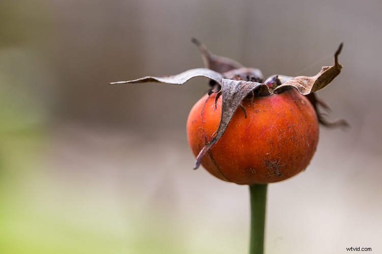 10 Expert Tips for Capturing Stunning Nature Photos in Your Backyard