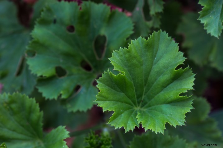 10 Expert Tips for Capturing Stunning Nature Photos in Your Backyard