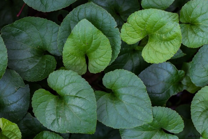 10 Expert Tips for Capturing Stunning Nature Photos in Your Backyard