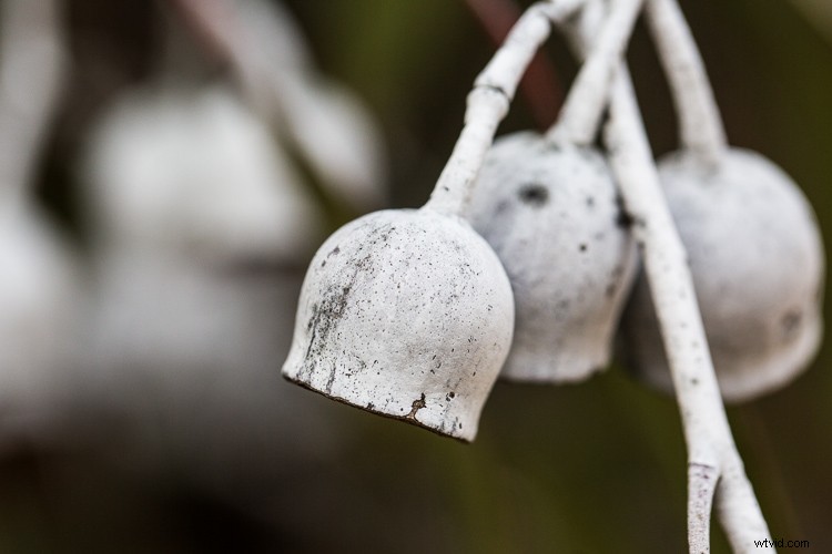 10 Expert Tips for Capturing Stunning Nature Photos in Your Backyard