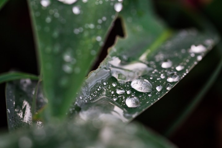 10 Expert Tips for Capturing Stunning Nature Photos in Your Backyard