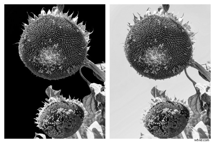 10 Expert Tips for Capturing Stunning Nature Photos in Your Backyard