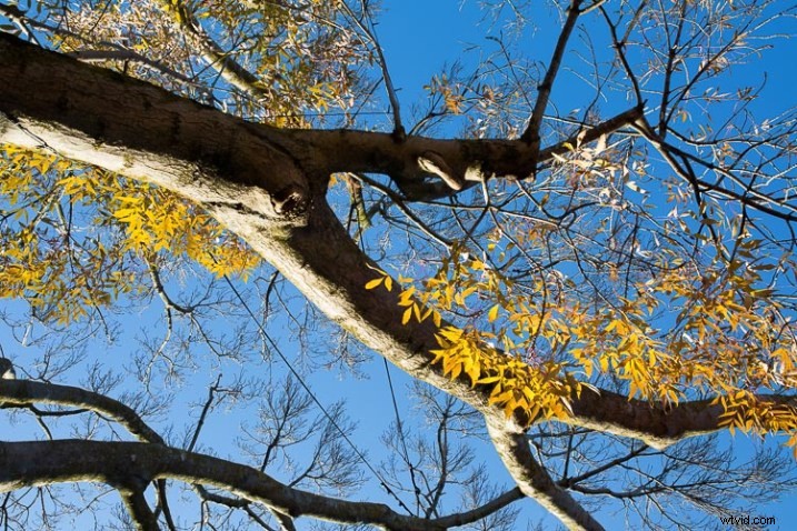 10 Expert Tips for Capturing Stunning Nature Photos in Your Backyard