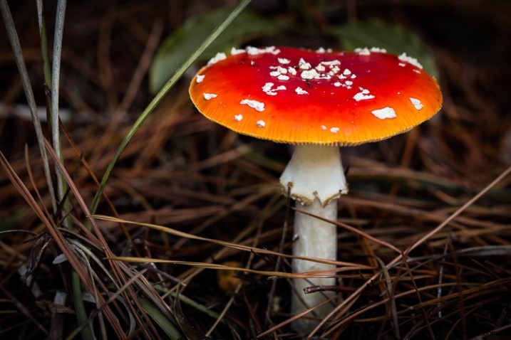 10 Expert Tips for Capturing Stunning Nature Photos in Your Backyard