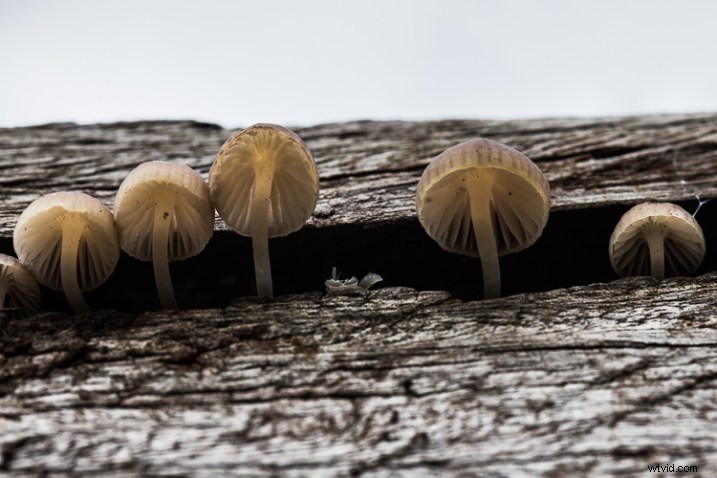 10 Expert Tips for Capturing Stunning Nature Photos in Your Backyard