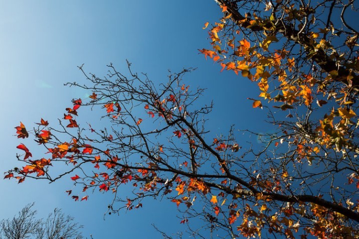 10 Expert Tips for Capturing Stunning Nature Photos in Your Backyard