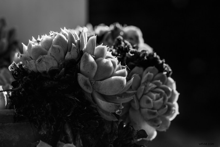 10 Expert Tips for Capturing Stunning Nature Photos in Your Backyard