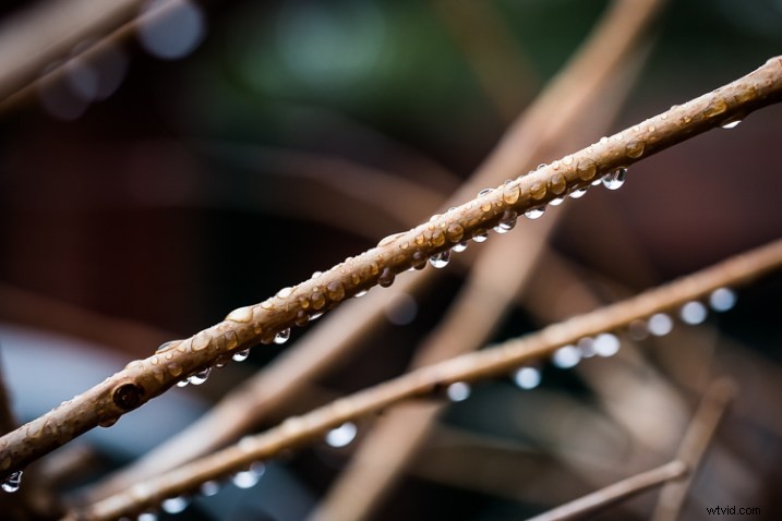 10 Expert Tips for Capturing Stunning Nature Photos in Your Backyard