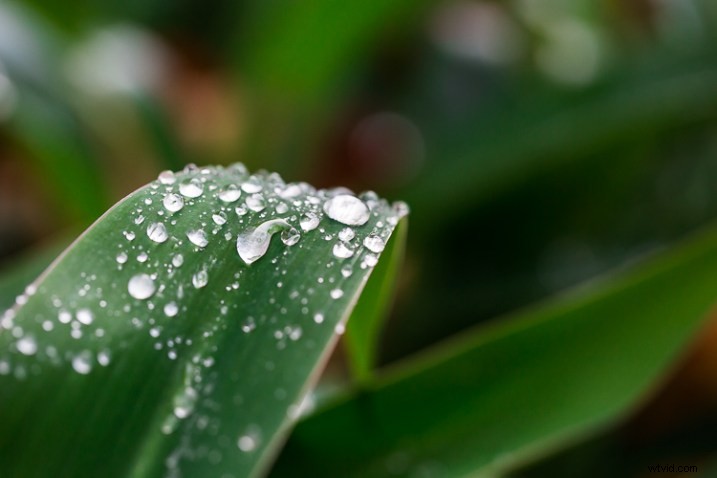 10 Expert Tips for Capturing Stunning Nature Photos in Your Backyard