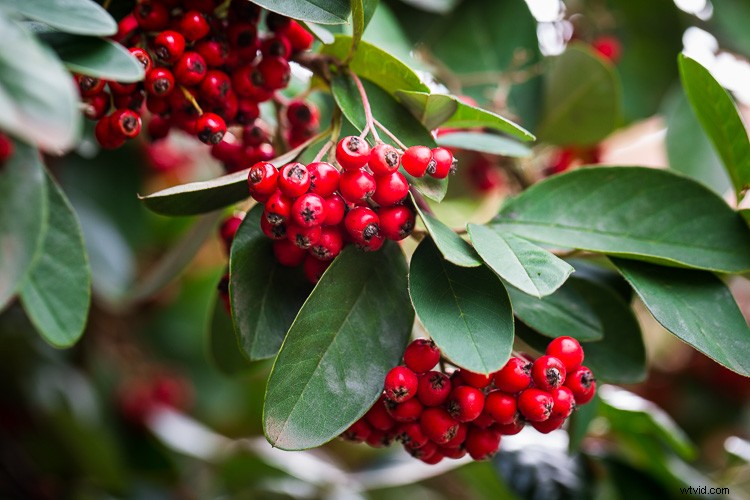 10 Expert Tips for Capturing Stunning Nature Photos in Your Backyard