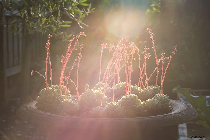 10 Expert Tips for Capturing Stunning Nature Photos in Your Backyard