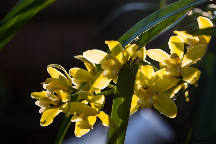 10 Expert Tips for Capturing Stunning Nature Photos in Your Backyard