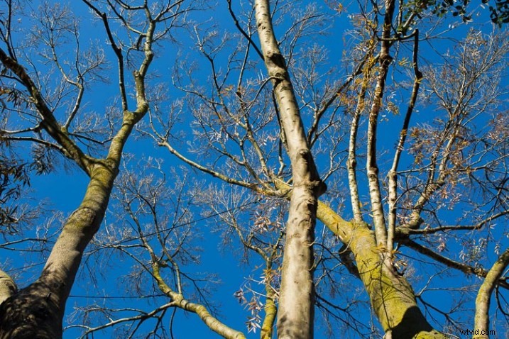 10 Expert Tips for Capturing Stunning Nature Photos in Your Backyard