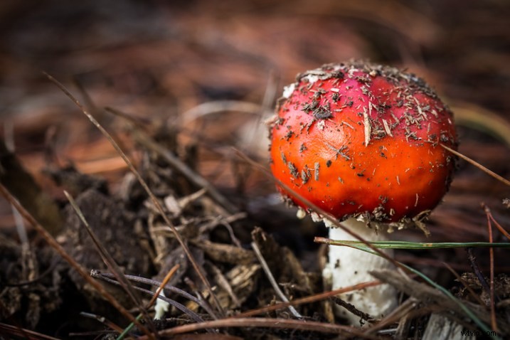 10 Expert Tips for Capturing Stunning Nature Photos in Your Backyard