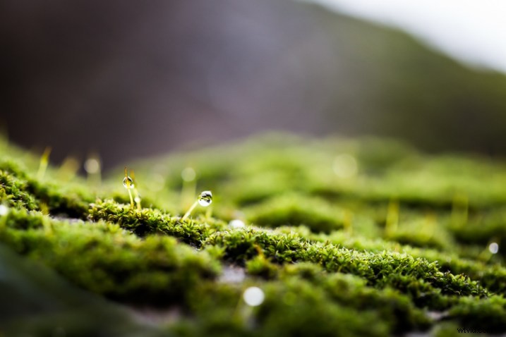 10 Expert Tips for Capturing Stunning Nature Photos in Your Backyard