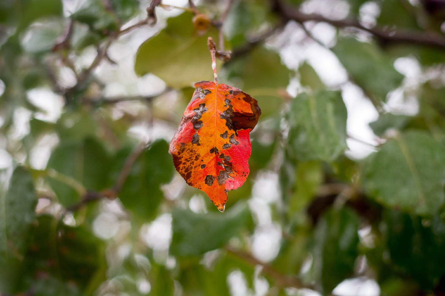 Master Photoshop Adjustment Layers: Essential Guide for Stunning Photo Edits