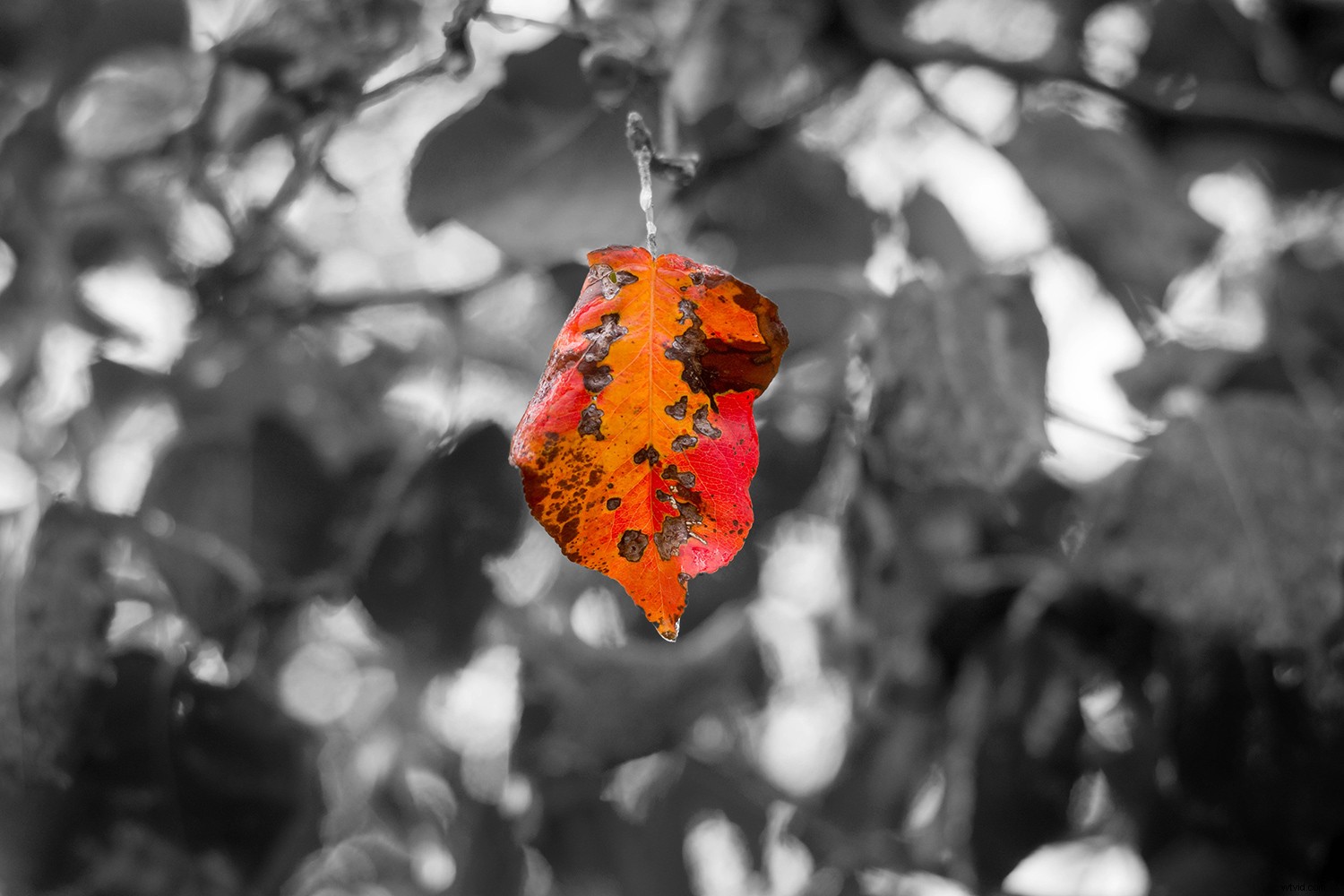 Master Photoshop Adjustment Layers: Essential Guide for Stunning Photo Edits