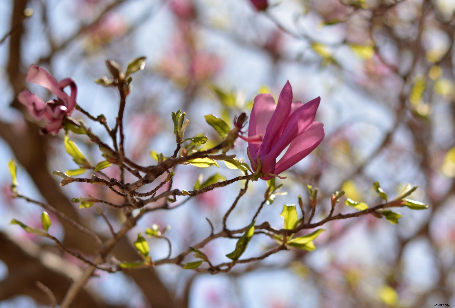 Nikon NX Studio Review: In-Depth Look at the Free Photo Editor for Nikon Users