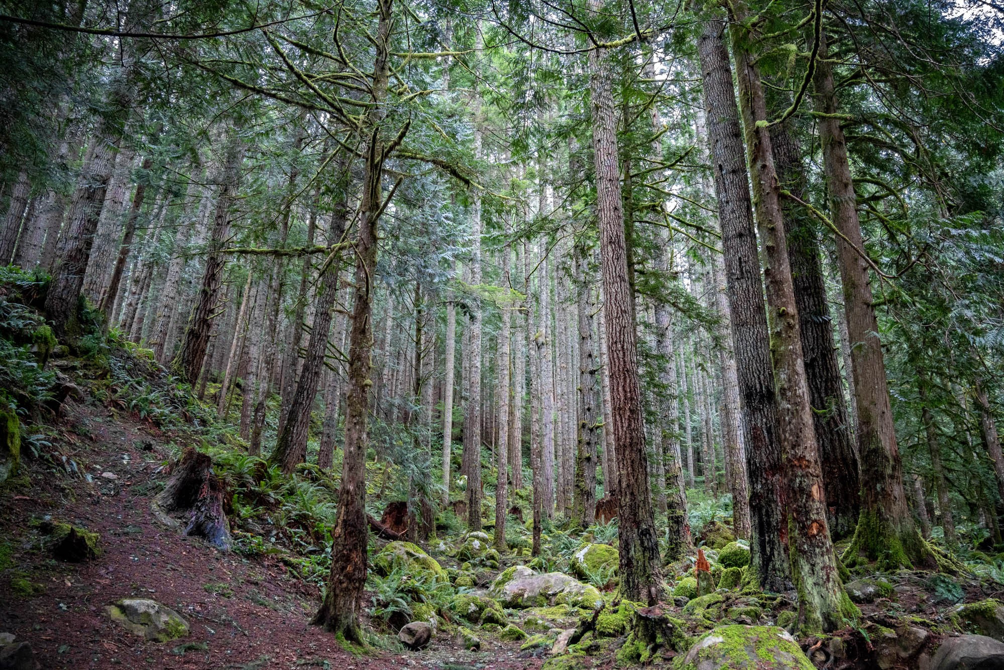 Tamron 17-70mm f/2.8 Di III-A VC RXD Review: Ultimate Versatile Sony APS-C Lens