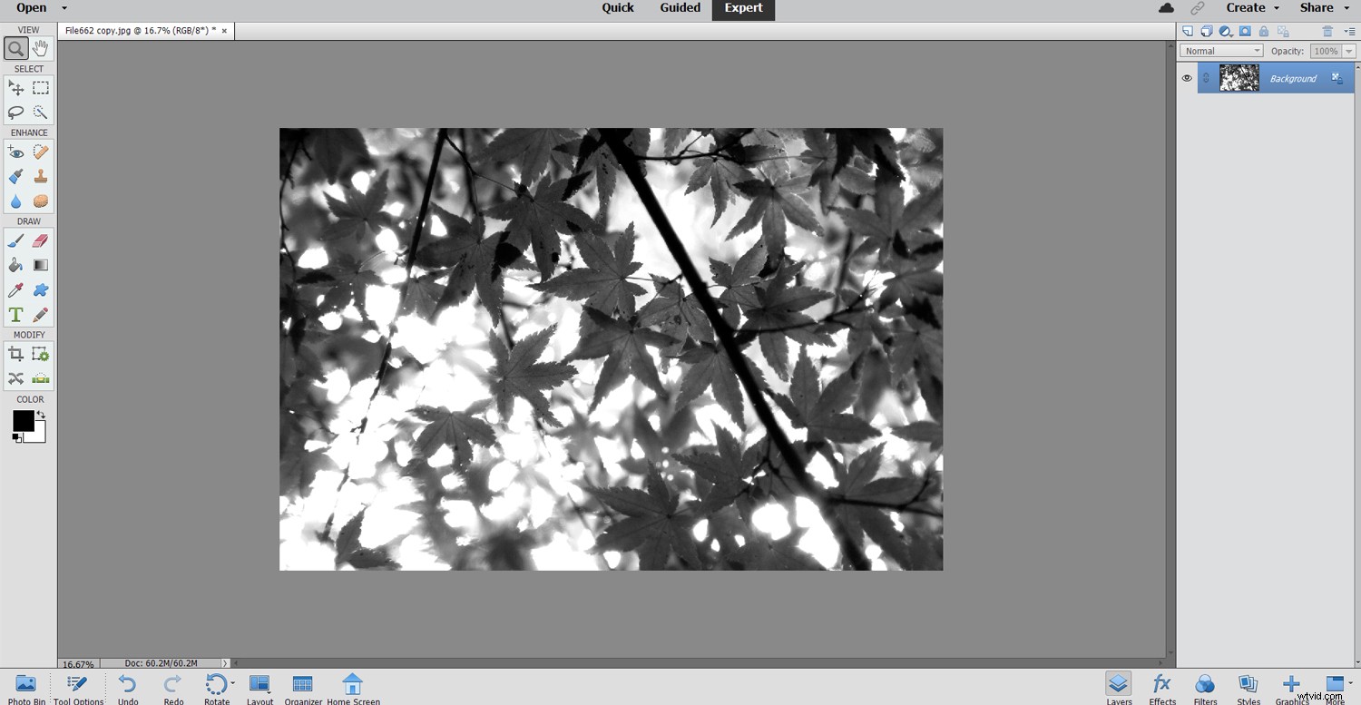 Photoshop Elements vs. Adobe Photoshop: Which Image Editor is Right for You?