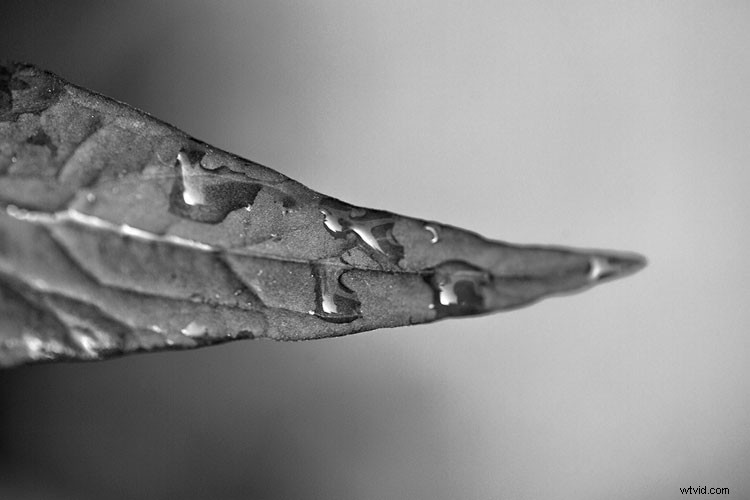 5 Compelling Reasons to Embrace Black & White Photography