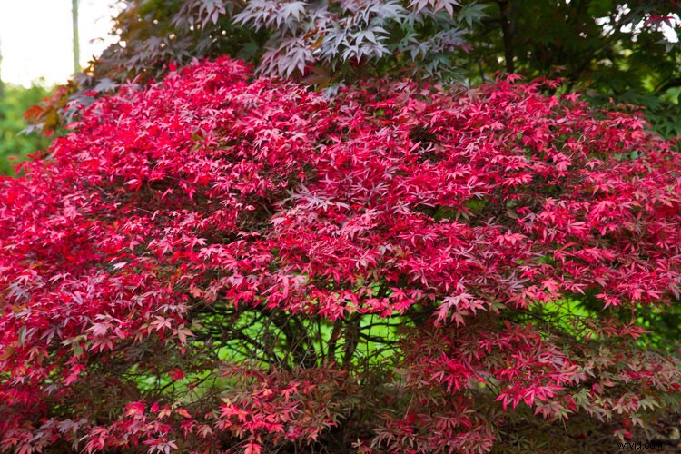 7 Expert Tips for Stunning Fall Portrait Photography