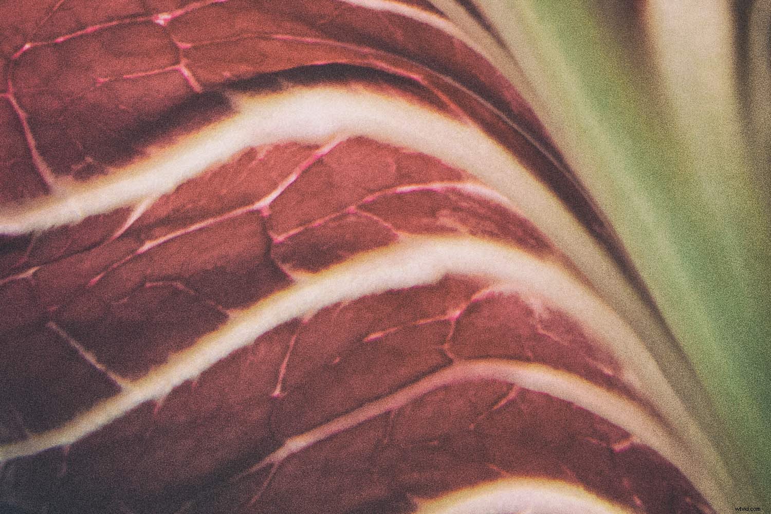 12 Expert Tips for Capturing Stunning Vegetable Photography